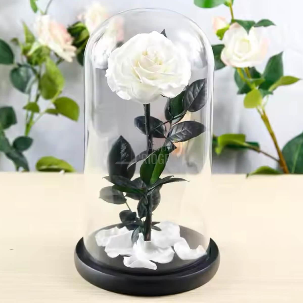 Trandafirul Criogenat Bonita Alb în Cupola de Sticlă Cum Se Păstrează și Diferența Dintre Flori Naturale și Criogenate Simbolistica Cadoului Perfect - Trandafir-Criogenat.ro
