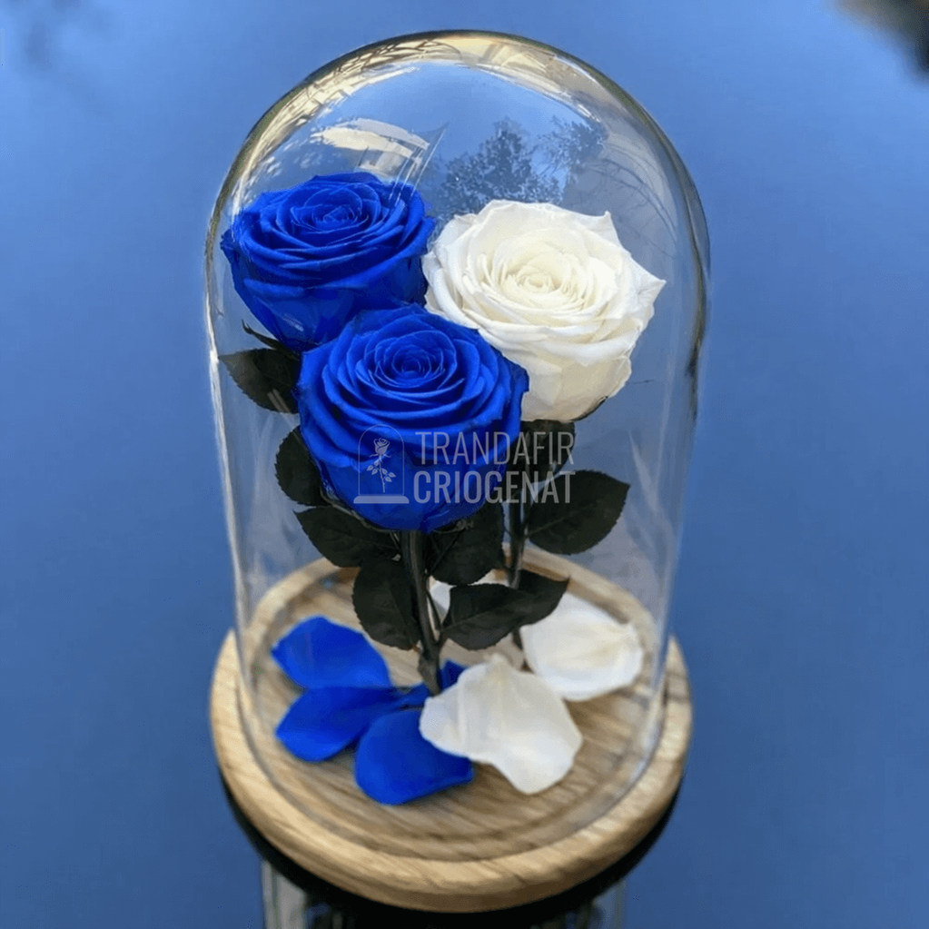 3 Trandafiri Criogenati Cu Mesaj In Cupolă De Sticlă 15x25cm 2 Albastre Si 1 Alb Diametru 6,5 cm