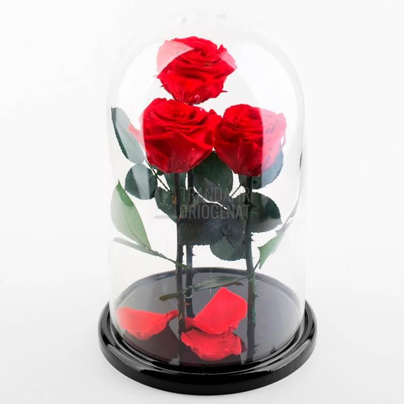 3 Trandafiri Criogenati XL Rosu Corai În Cupolă De Sticlă 15x25 Cm Cu Mesaj Personalizat