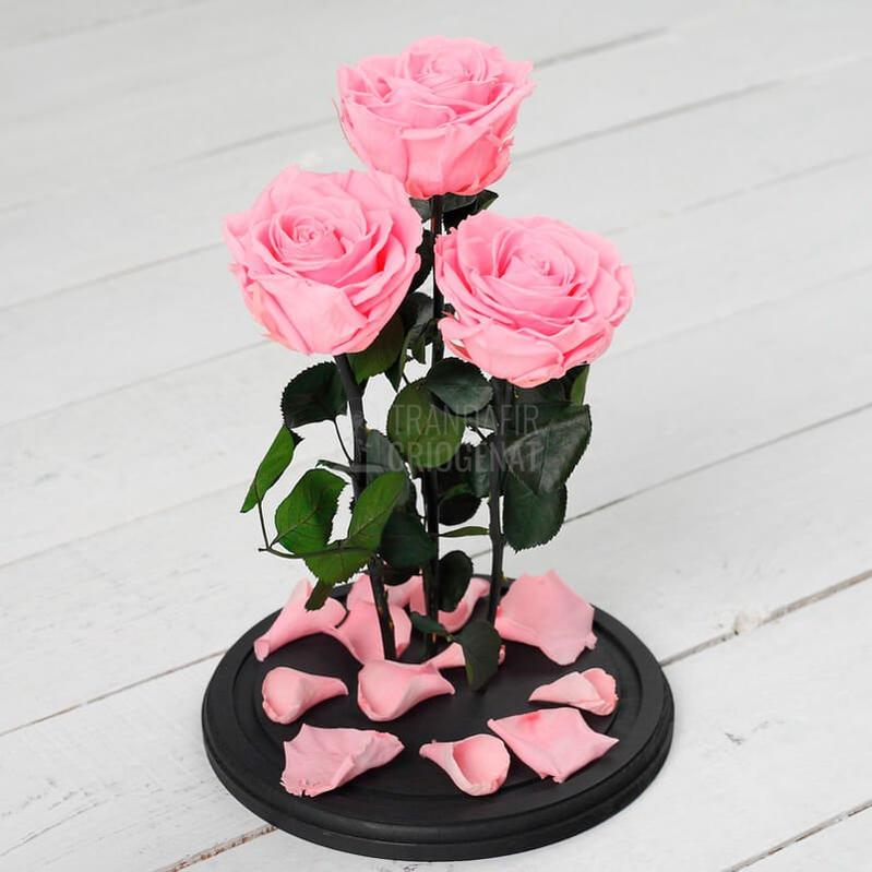 3 Trandafiri Criogenati XL Roz in Cupolă De Sticlă 15x25 Cm Cu Mesaj Personalizat Scris