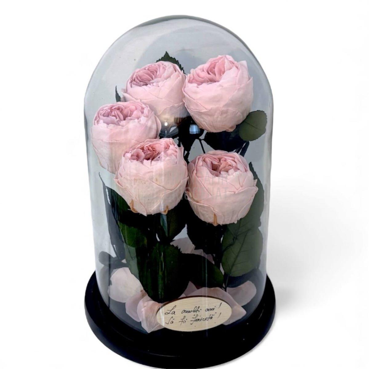 5 Bujori Criogenati Roz Cupola Din Sticla 6 - 7cm Cadou Mesaj In Cupola 17x28cm - Trandafir - Criogenat.ro