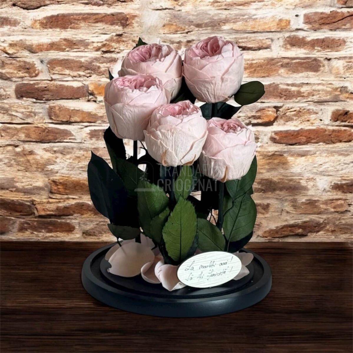 5 Bujori Criogenati Roz Cupola Din Sticla 6 - 7cm Cadou Mesaj In Cupola 17x28cm - Trandafir - Criogenat.ro