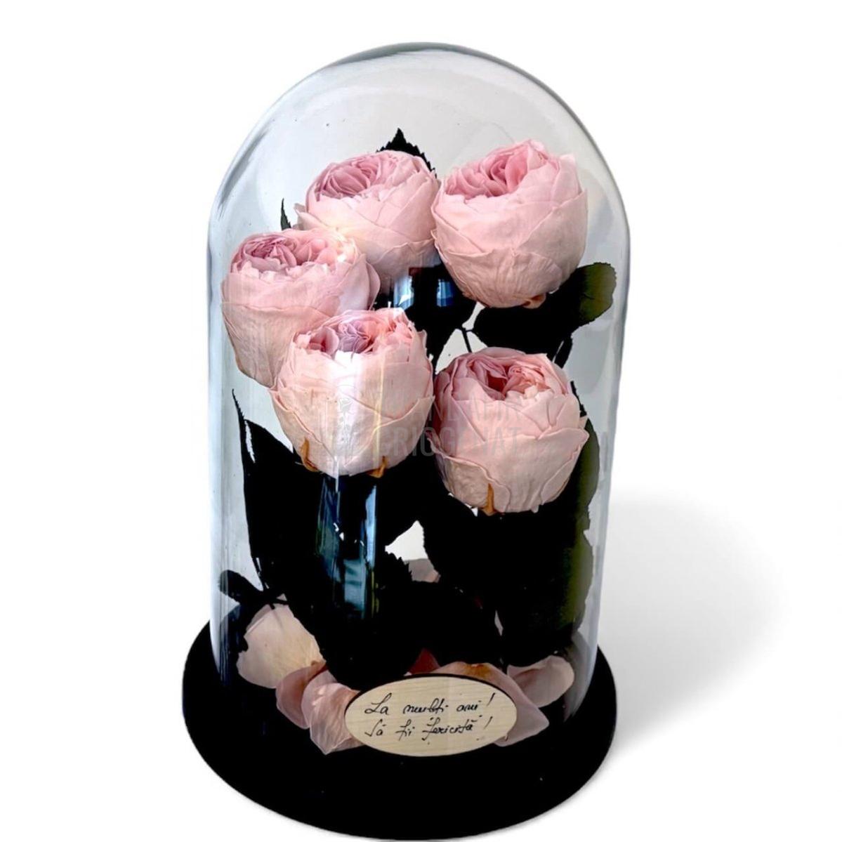 5 Bujori Criogenati roz Ø6 - 7cm in cupola mare de sticla 17x28cm (cu mesaj) - Trandafir - Criogenat.ro