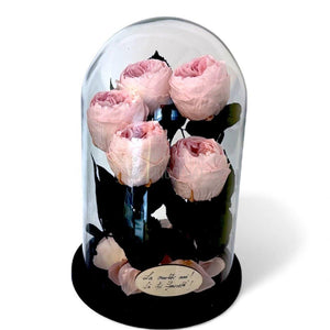 5 Bujori Criogenati roz Ø6 - 7cm in cupola mare de sticla 17x28cm (cu mesaj) - Trandafir - Criogenat.ro