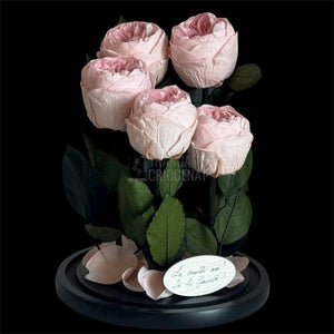 5 Bujori Criogenati roz Ø6 - 7cm in cupola mare de sticla 17x28cm (cu mesaj) - Trandafir - Criogenat.ro