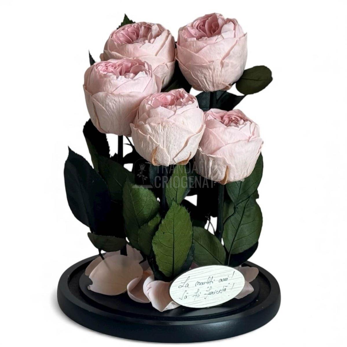 5 Bujori Criogenati roz Ø6 - 7cm in cupola mare de sticla 17x28cm (cu mesaj) - Trandafir - Criogenat.ro