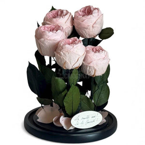 5 Bujori Criogenati roz Ø6 - 7cm in cupola mare de sticla 17x28cm (cu mesaj) - Trandafir - Criogenat.ro