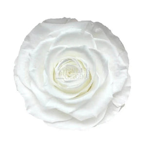 Trandafir Criogenat Alb Cu Mesaj Personalizat Pentru Cadou In Cupola De Sticla Transparenta