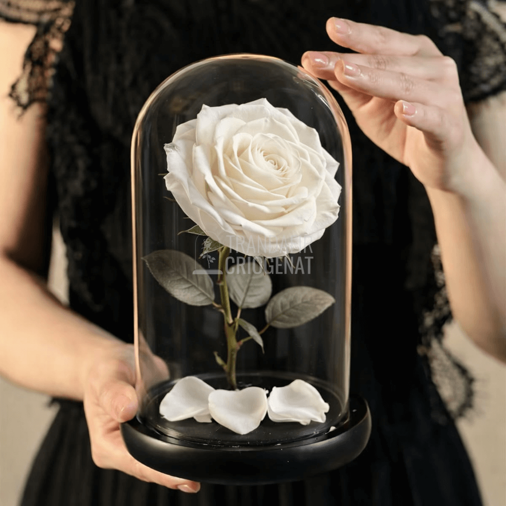 Trandafir Criogenat Alb În Cupolă De Sticlă Cadou Cu Mesaj Scris Rezistă Până La 25 Ani