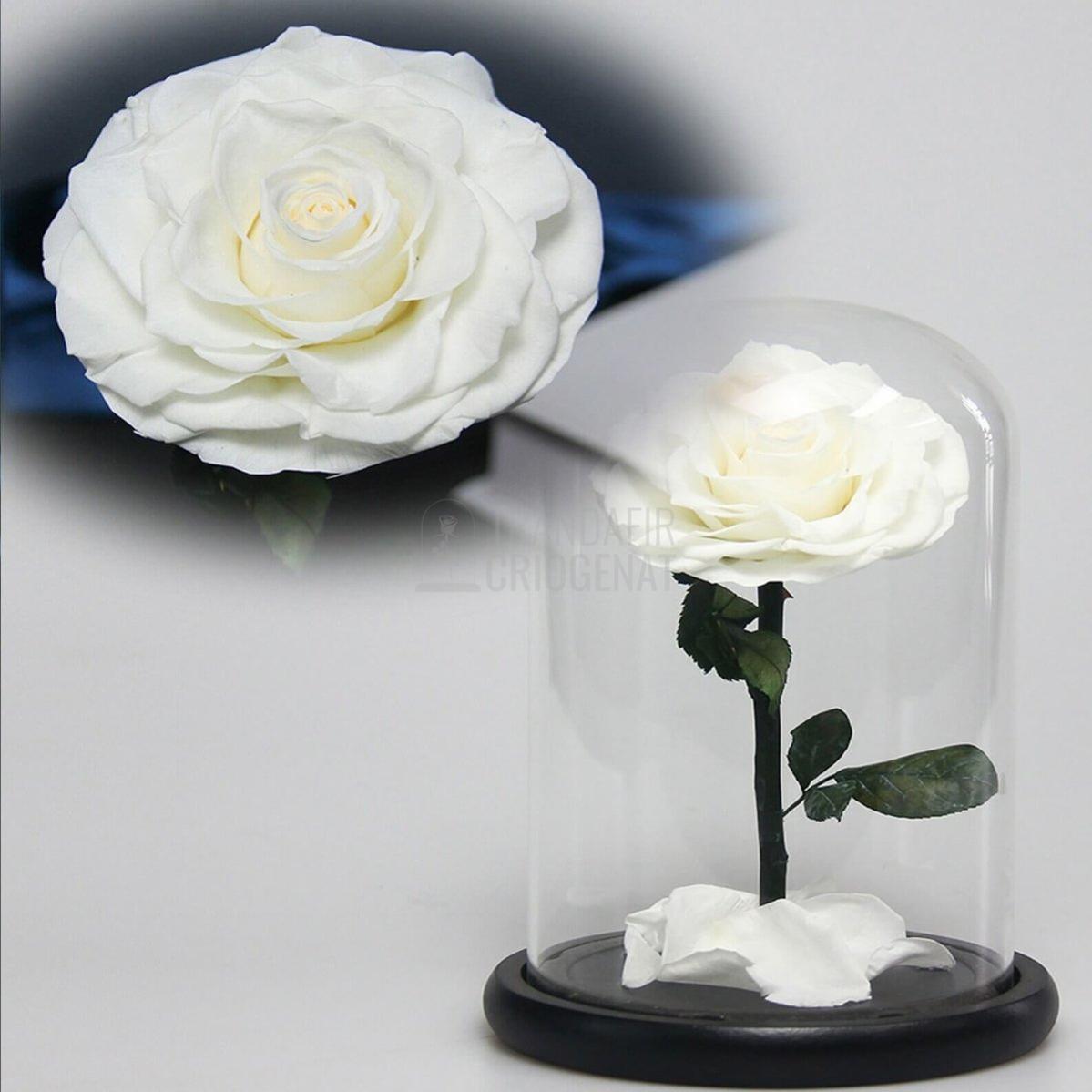 Trandafir Criogenat Bella Alb în Cupolă de Sticlă cu Mesaj Personalizat Cadou Durabil Rezistă 25 Ani