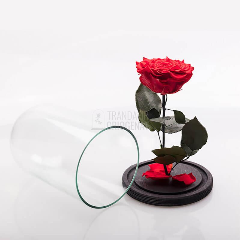 Trandafir Criogenat Bella Roșu În Cupolă De Sticlă Cadou Personalizat Cu Mesaj Scris