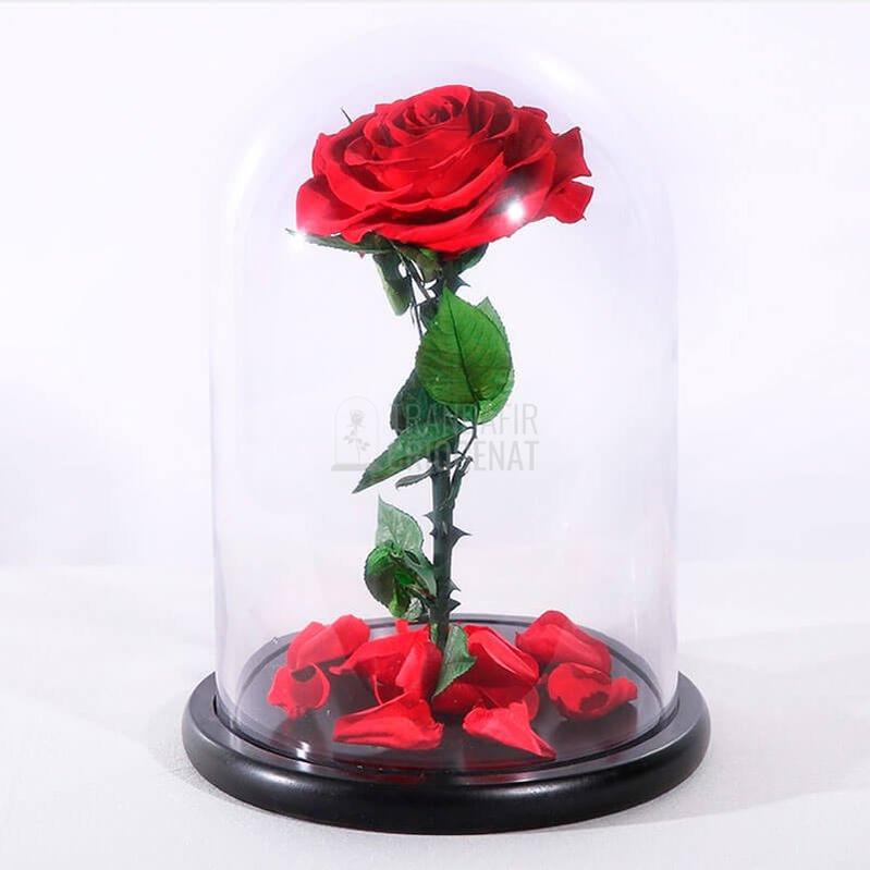 Trandafir Criogenat Bella Roșu În Cupolă De Sticlă Cadou Personalizat Cu Mesaj Scris