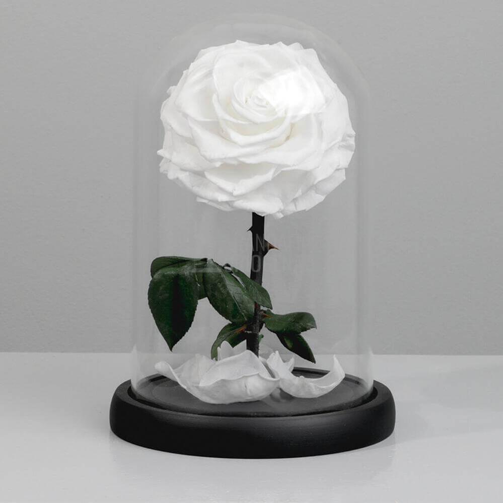Trandafir Criogenat Bonita Alb în Cupolă de Sticlă cu Mesaj Personalizat Cadou pentru Femei