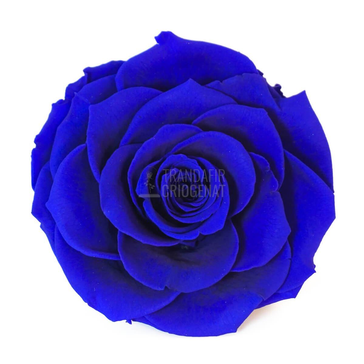 Trandafir Criogenat Bonita Albastru În Cupolă De Sticlă Cadou Femei Cu Mesaj Scris Livrare 24h