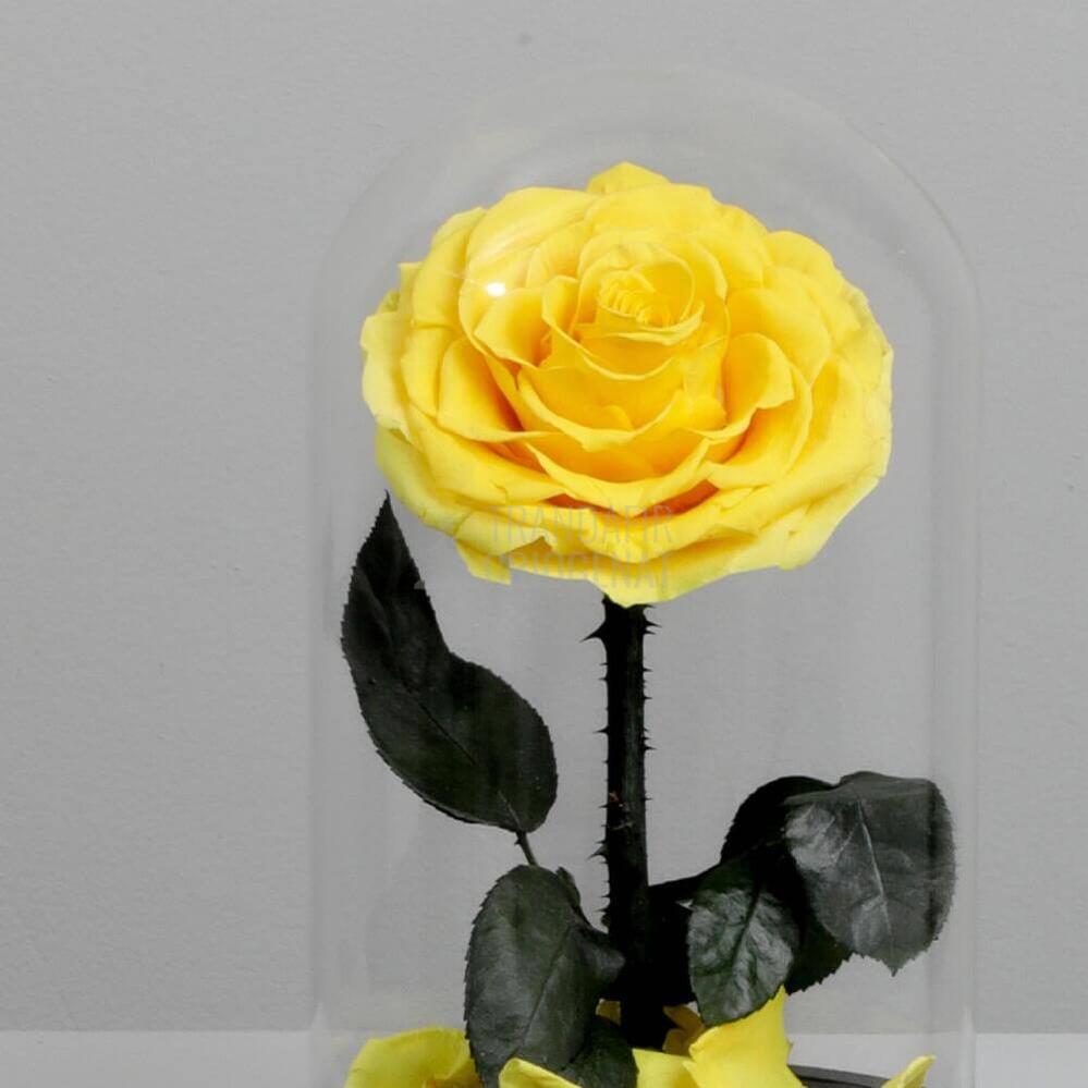 Trandafir Criogenat Bonita Galben În Cupolă De Sticlă Cu Mesaj Personalizat Cadou Pentru Femei