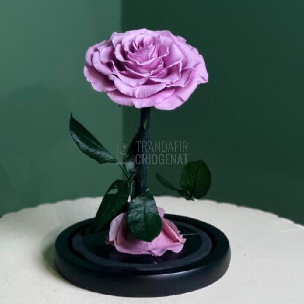 Trandafir Criogenat Bonita Lila În Cupolă De Sticlă Cu Mesaj Personalizat Cadou Pentru Femei