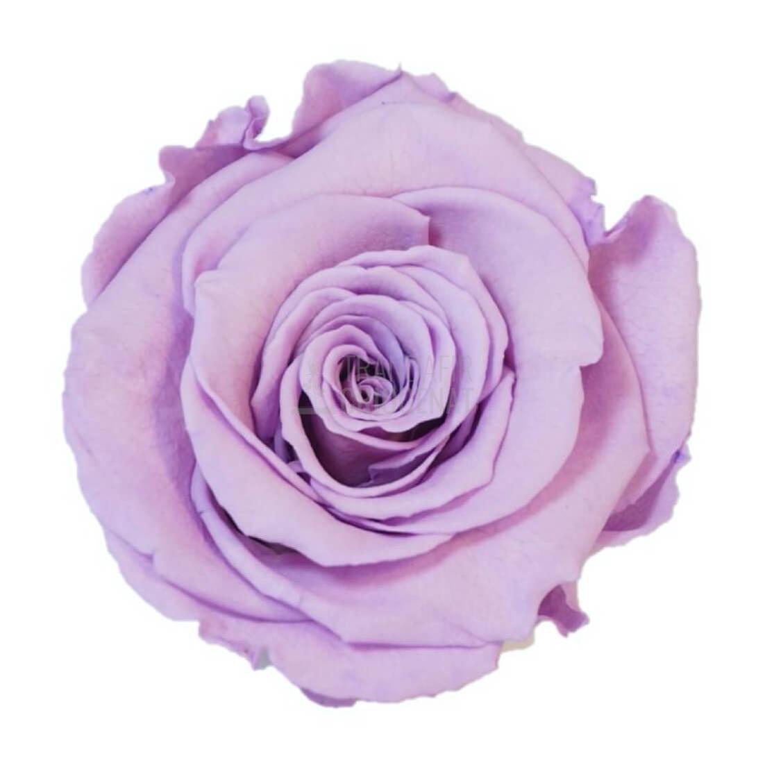 Trandafir Criogenat Lila În Cupolă De Sticlă Cu Mesaj Personalizat Cadou Deosebit Pentru Femei