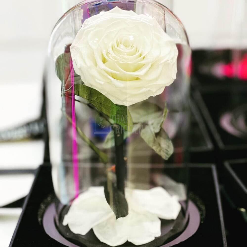Trandafir Criogenat Mare Bonita Alb În Cupolă De Sticlă Cu Mesaj Personalizat Cadou
