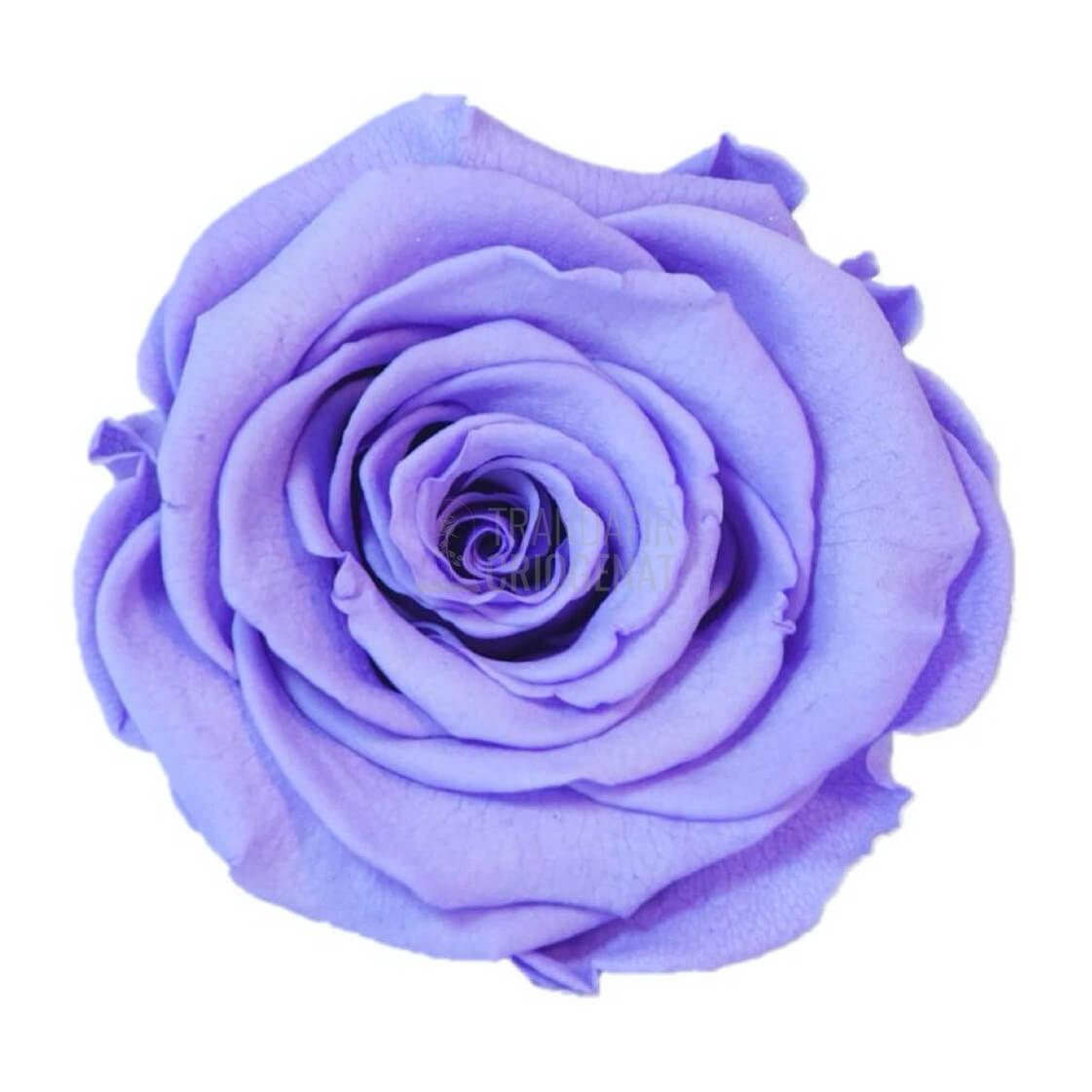 Trandafir Criogenat Mov In Cupola De Sticla Cu Mesaj Personalizat Cadou Pentru Femei