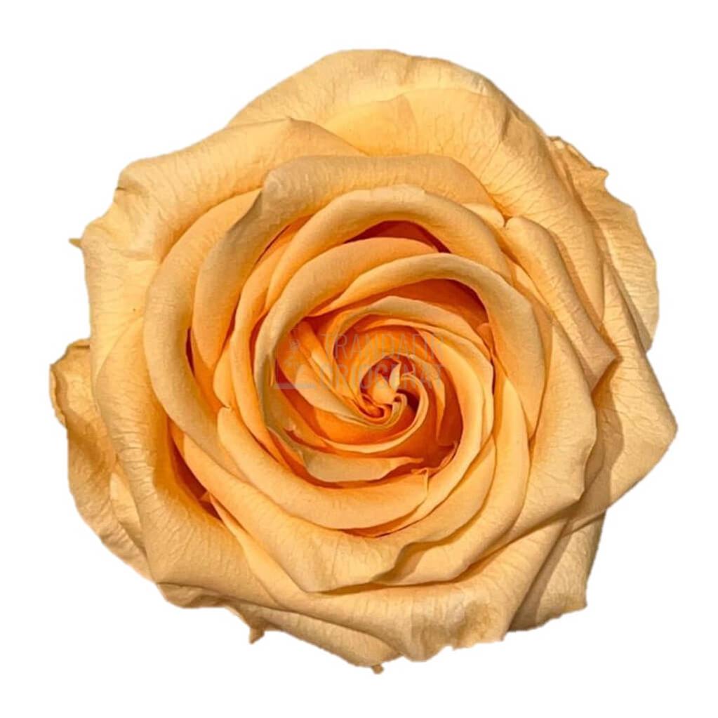 Trandafir Criogenat Piersică în Cupolă de Sticlă cu Mesaj Personal și Ursuleț de Pluș Rezistă 25 Ani