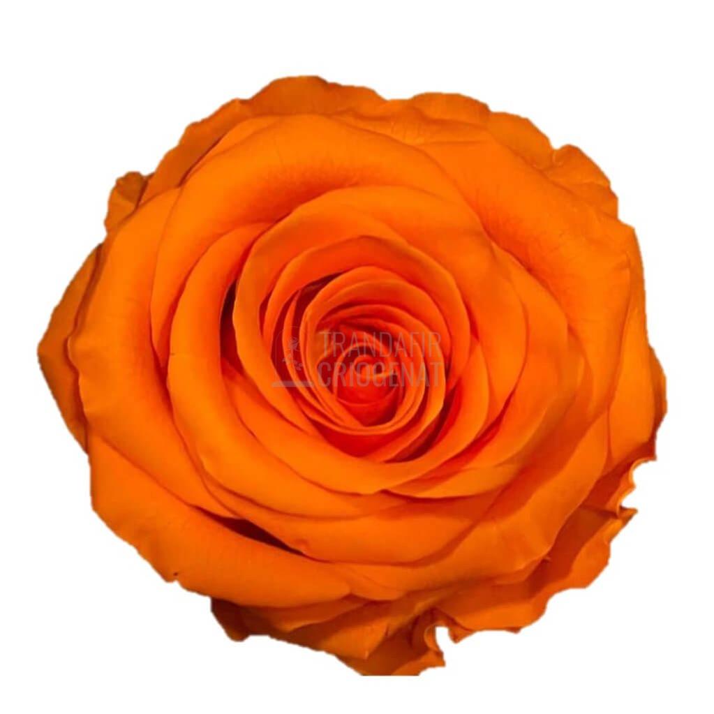 Trandafir Criogenat Portocaliu În Cupolă De Sticlă Cadou Cu Mesaj Personalizat Și Ursulet De Pluș