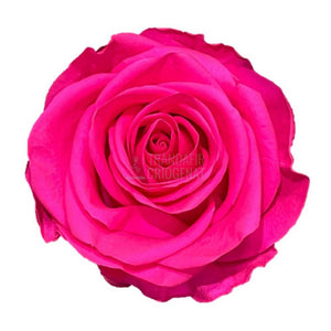 Trandafir Criogenat Roz Ciclam in Cupolă de Sticlă cu Ursulet de Plus și Mesaj Personalizat Cadou