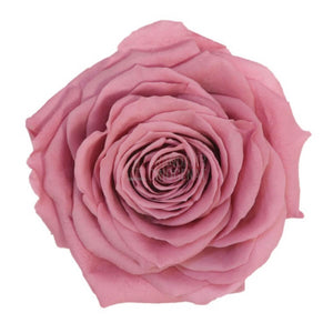 Trandafir Criogenat Roz Prafuit In Cupola De Sticla Cu Ursulet Si Mesaj Personalizat Cadou Elegant Durabil