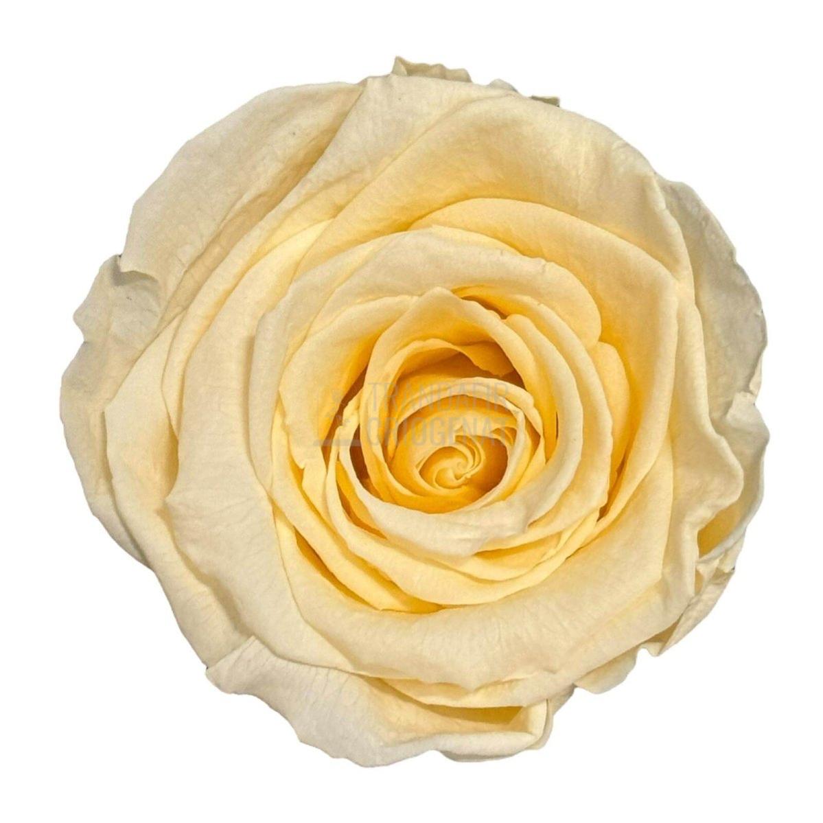 Trandafir Criogenat Șampanie Deschis In Cupolă De Sticlă Cu Mesaj Personalizat Pe Plăcuță Ovală Din Lemn Cadou Femei