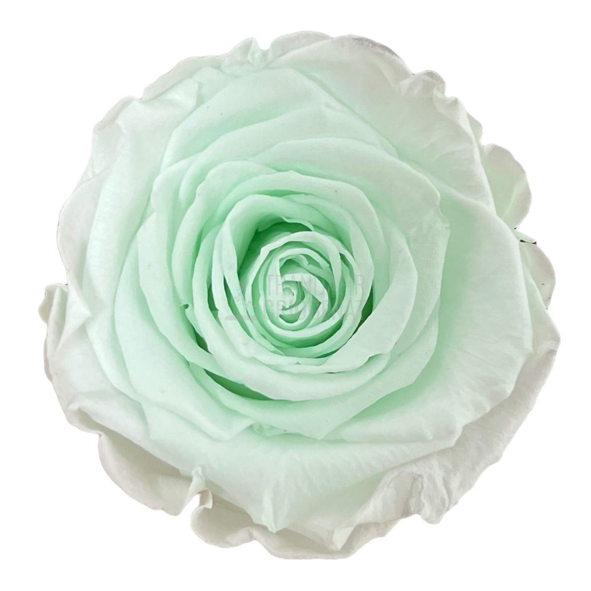 Trandafir Criogenat Verde Deschis In Cupola De Sticla Cu Mesaj Personalizat Cadou Elegant