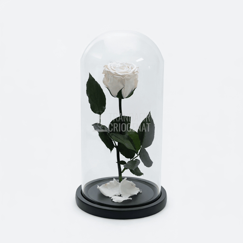 Trandafir Criogenat XL Alb Prăfuit În Cupolă De Sticlă Cadou Personalizat Cu Mesaj Rezistă 25 Ani