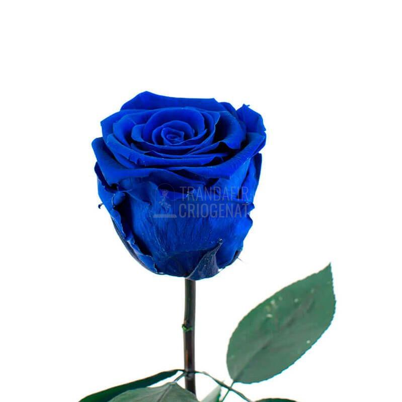 Trandafir Criogenat XL Albastru În Cupolă De Sticlă Cu Mesaj Personalizat Cadou Rezistă 25 Ani