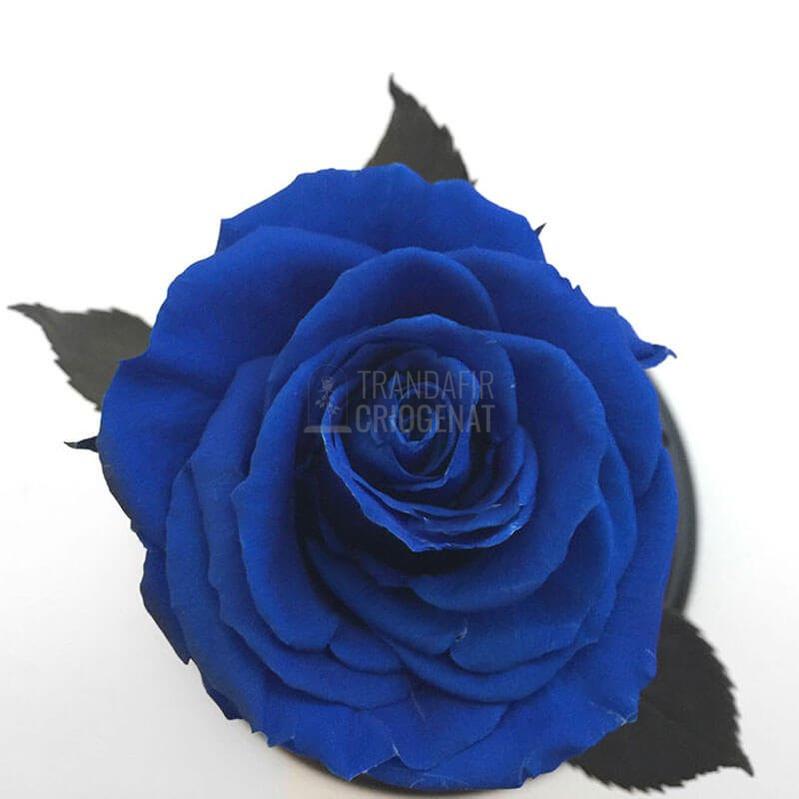 Trandafir Criogenat XL Albastru În Cupolă De Sticlă Cu Mesaj Personalizat Cadou Rezistă 25 Ani