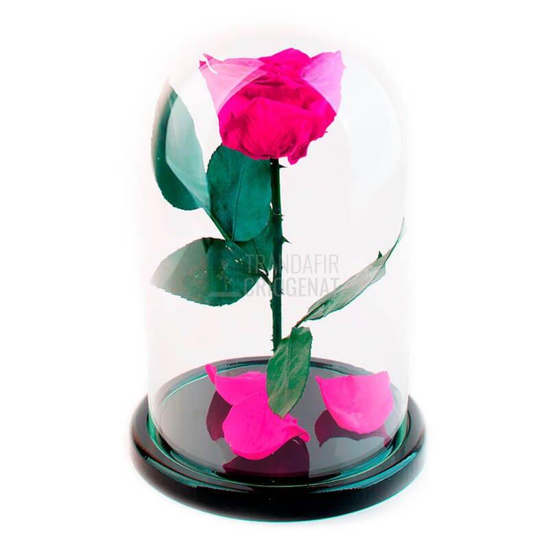 Trandafir Criogenat XL Ciclam În Cupolă De Sticlă Cadou Personalizat Cu Mesaj Scris