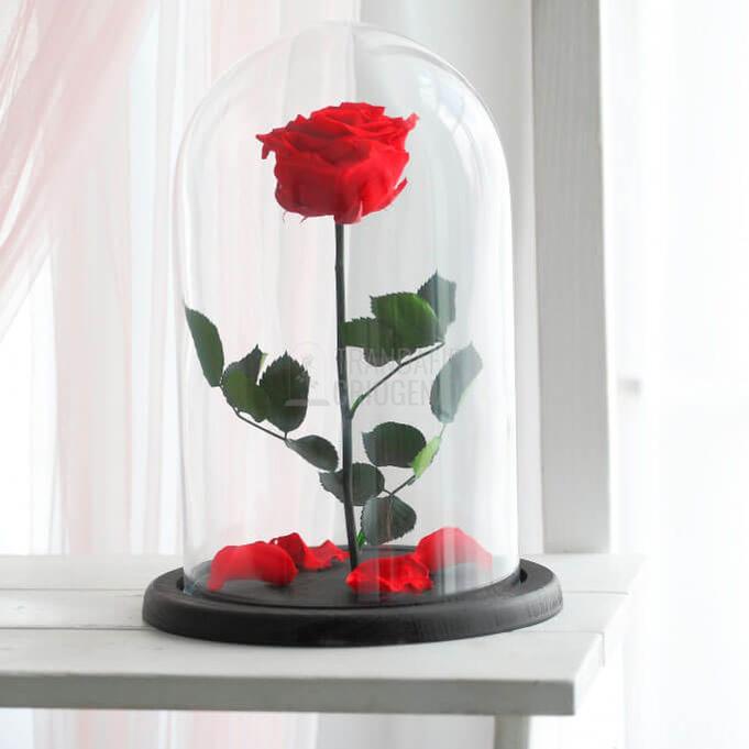 Trandafir Criogenat XL Roșu Corai În Cupolă De Sticlă Cadou Personalizat Cu Mesaj Rezistă 25 Ani