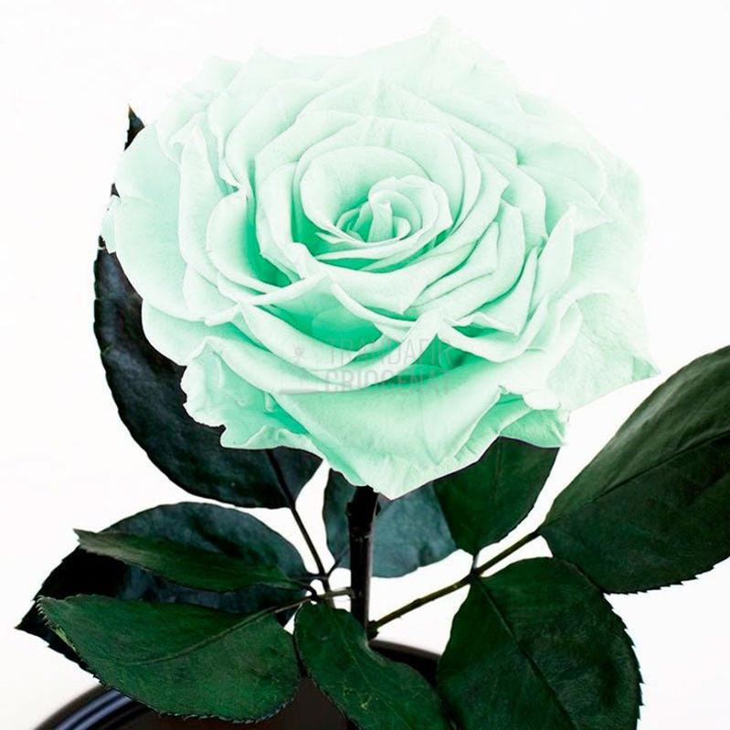 Trandafir Criogenat XL Verde Mentă În Cupolă De Sticlă Personalizat Cu Mesaj Cadou Elegant Durabil