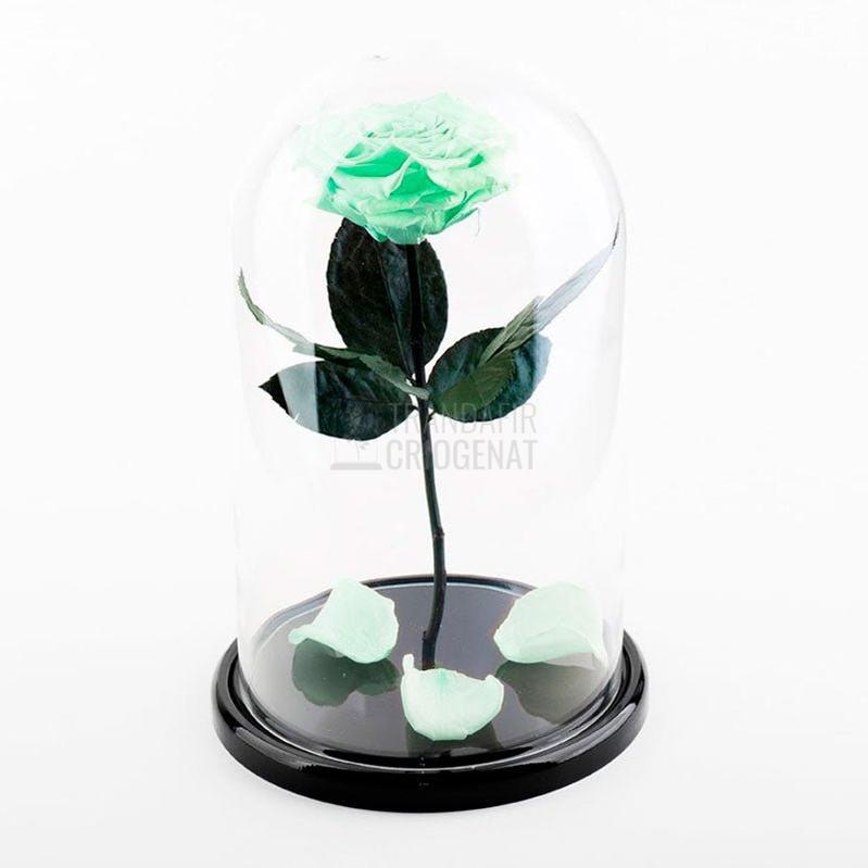 Trandafir Criogenat XL Verde Mentă În Cupolă De Sticlă Personalizat Cu Mesaj Cadou Elegant Durabil