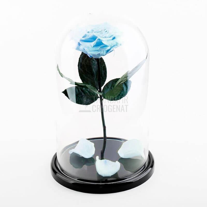 Trandafir Criogenat XXL Bleu În Cupolă De Sticlă Cu Mesaj Personalizat Cadou Pentru Femei
