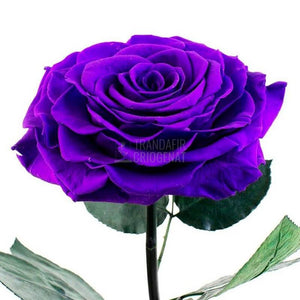 Trandafir Criogenat XXL Mov Purpuriu În Cupolă De Sticlă Cu Mesaj Scris Cadou Pentru Femei