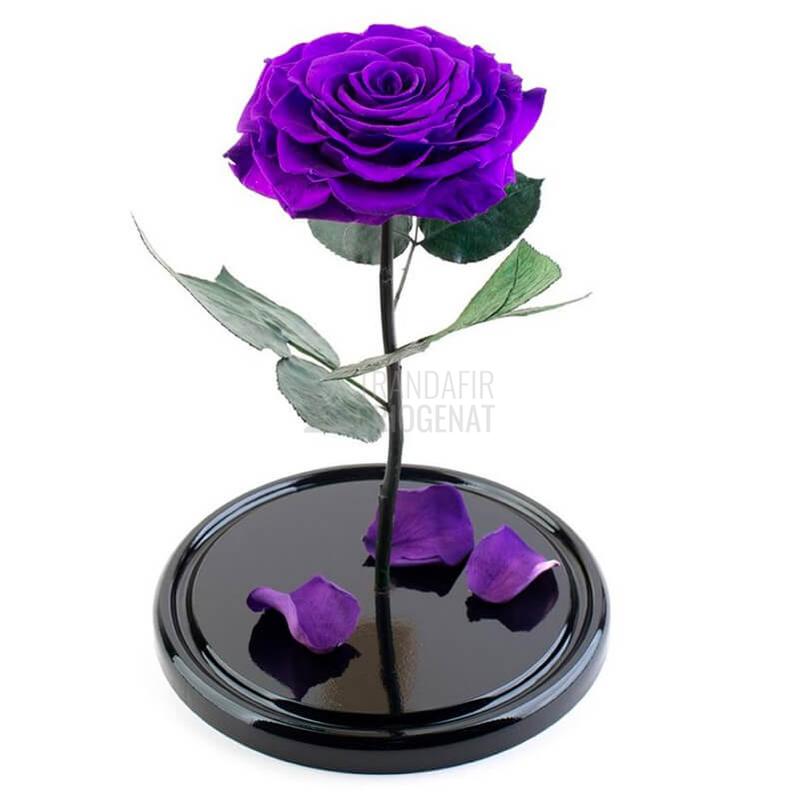 Trandafir Criogenat XXL Mov Purpuriu În Cupolă De Sticlă Cu Mesaj Scris Cadou Pentru Femei