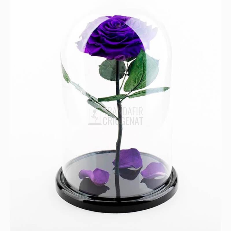 Trandafir Criogenat XXL Mov Purpuriu În Cupolă De Sticlă Cu Mesaj Scris Cadou Pentru Femei