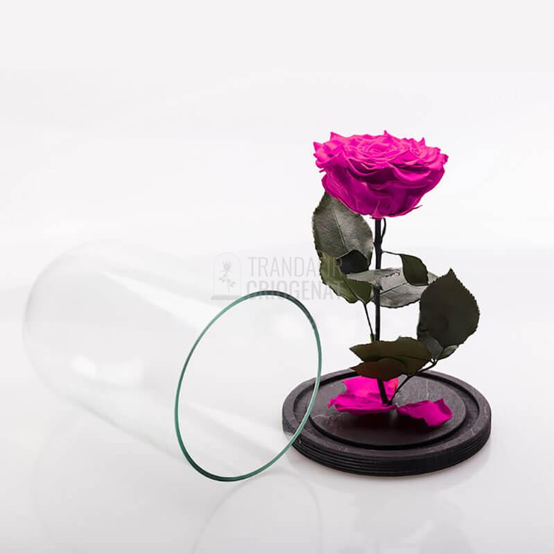 Trandafir Criogenat XXL Roz Ciclam In Cupola De Sticla Cu Mesaj Personalizat Cadou Pentru Femei