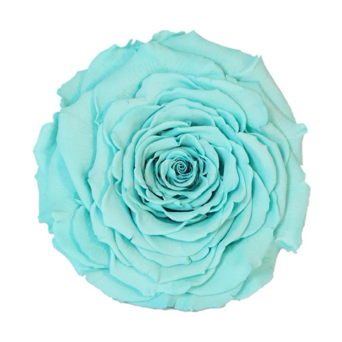 Trandafir Criogenat XXL Turcoaz În Cupolă De Sticlă Cu Mesaj Scris Cadou Pentru Femei