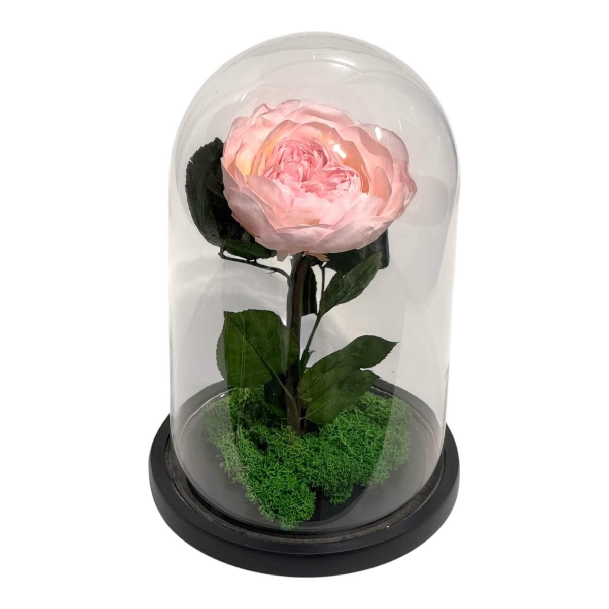 Bujor Criogenat Roz Cu Cupolă Din Sticlă Diametru 10 cm Cadou Cupolă 15x25cm - Trandafir - Criogenat.ro