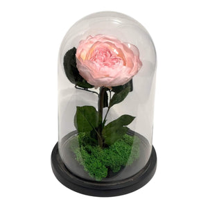 Bujor Criogenat Roz Cu Cupolă Din Sticlă Diametru 10 cm Cadou Cupolă 15x25cm - Trandafir - Criogenat.ro