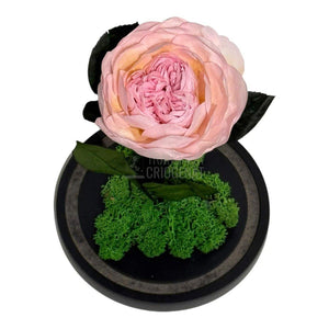 Bujor Criogenat roz Ø10cm in cupola mare de sticla 15x25cm - Trandafir - Criogenat.ro