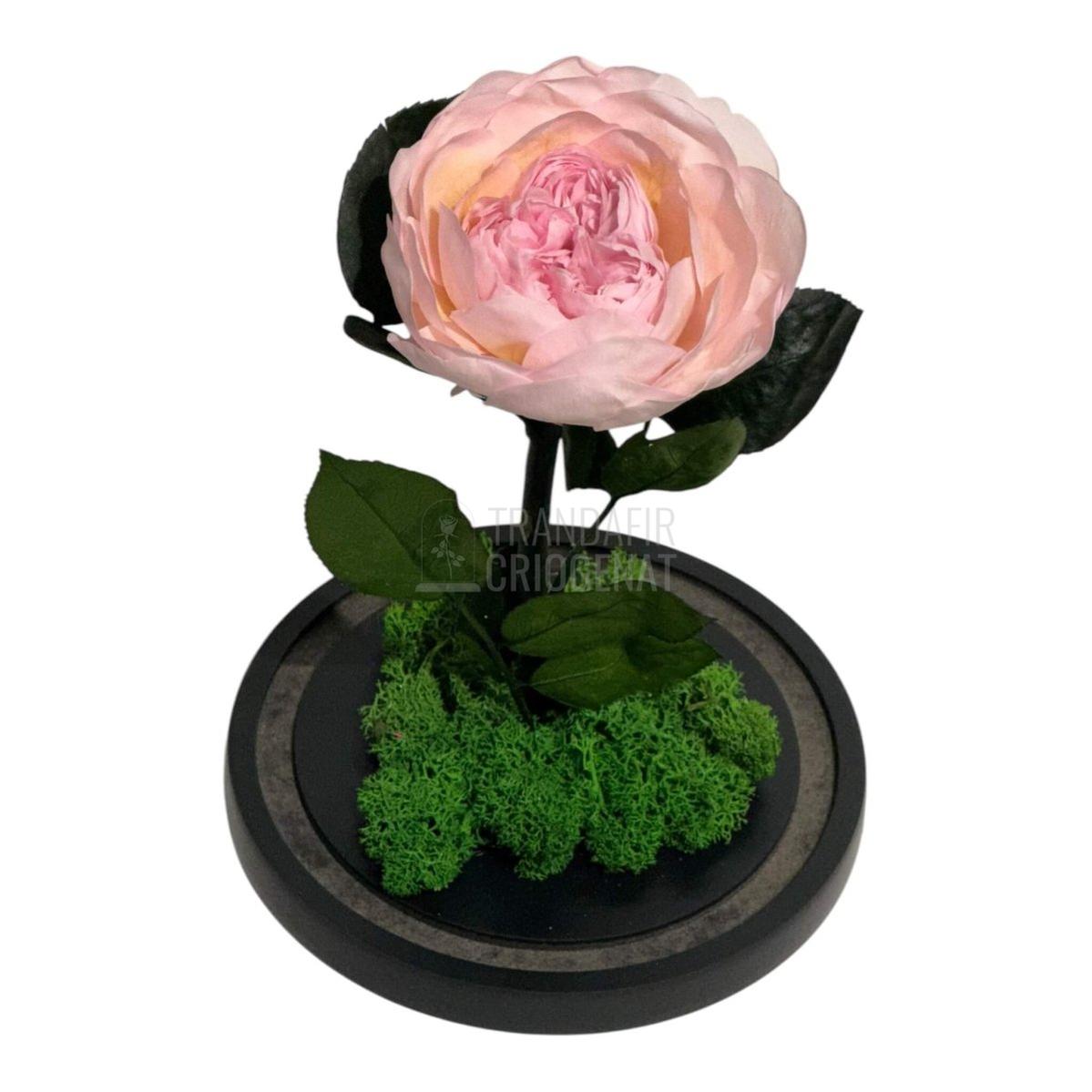 Bujor Criogenat roz Ø10cm in cupola mare de sticla 15x25cm - Trandafir - Criogenat.ro