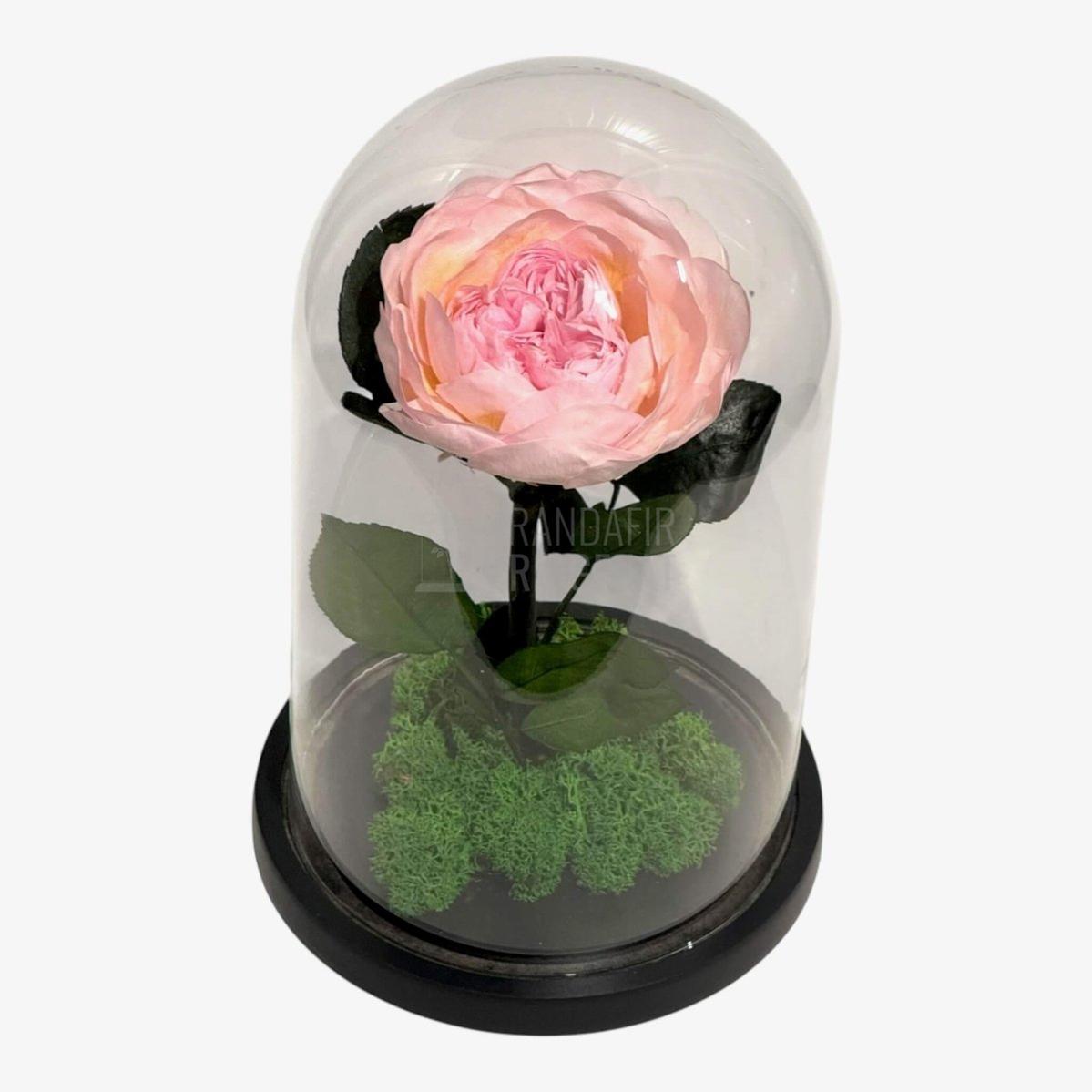 Bujor Criogenat roz Ø10cm in cupola mare de sticla 15x25cm - Trandafir - Criogenat.ro