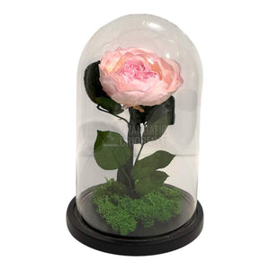 Bujor Criogenat roz Ø10cm in cupola mare de sticla 15x25cm - Trandafir - Criogenat.ro