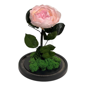 Bujor Criogenat roz Ø10cm in cupola mare de sticla 15x25cm - Trandafir - Criogenat.ro