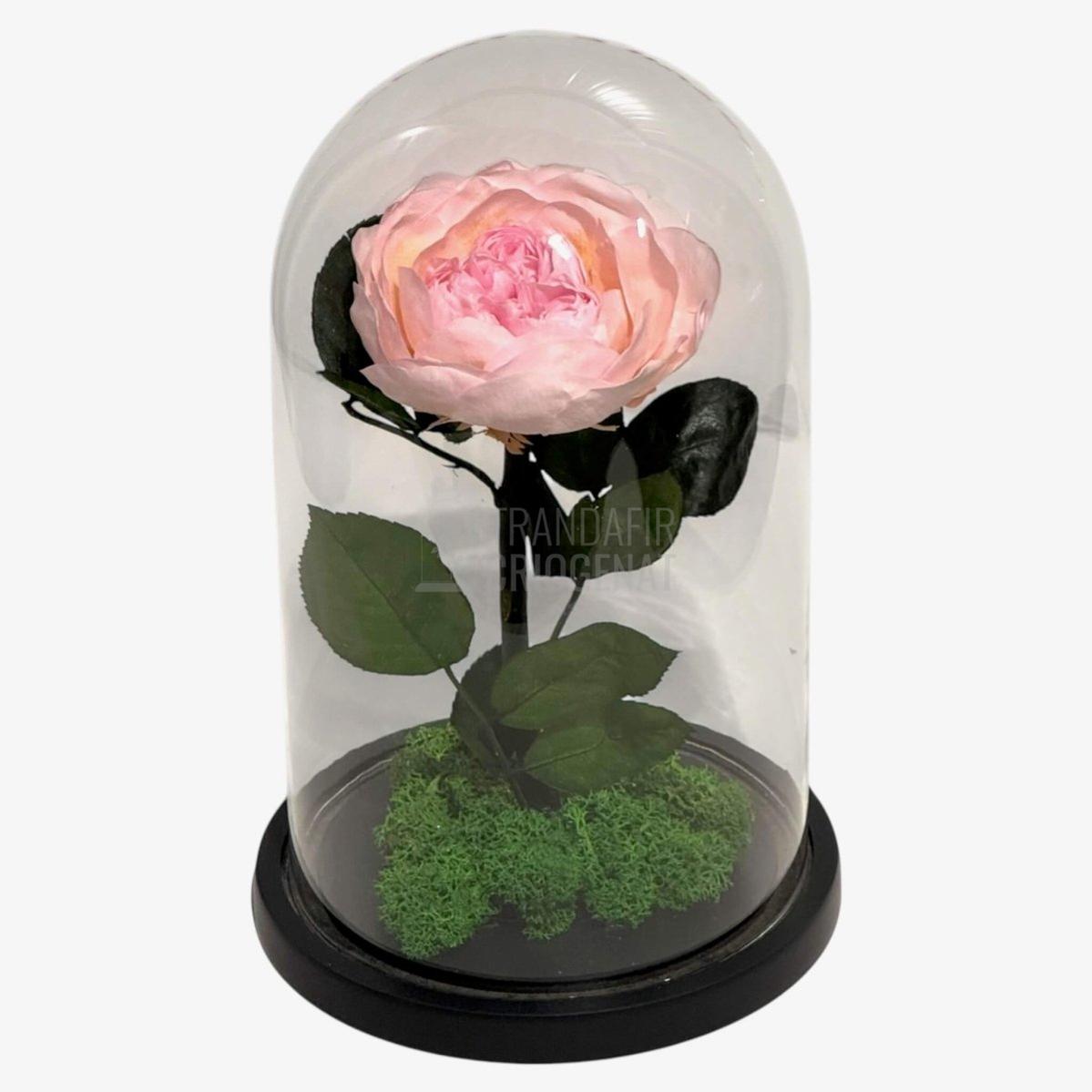 Bujor Criogenat roz Ø10cm in cupola mare de sticla 15x25cm - Trandafir - Criogenat.ro